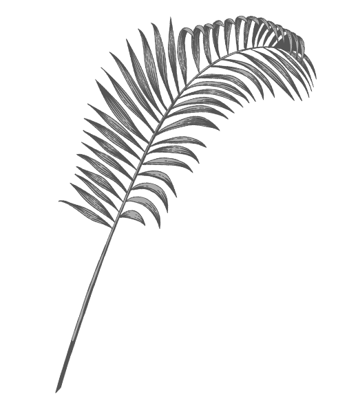 planta