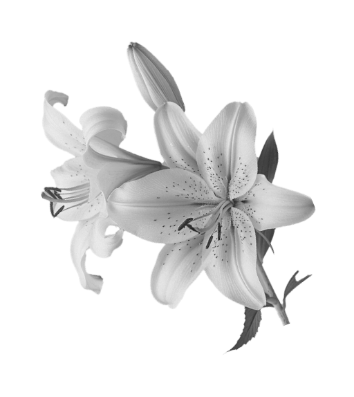 flor